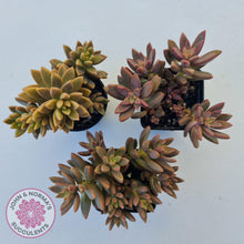 Load image into Gallery viewer, Graptosedum Bronze - Long Leaf form -  Multi Heads - John & Norma's Succulents