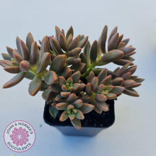 Load image into Gallery viewer, Graptosedum Bronze - Long Leaf form -  Multi Heads - John & Norma's Succulents