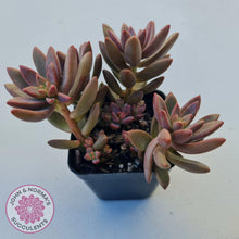 Load image into Gallery viewer, Graptosedum Bronze - Long Leaf form -  Multi Heads - John & Norma's Succulents
