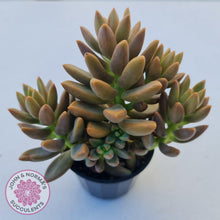 Load image into Gallery viewer, Graptosedum Bronze - Long Leaf form -  Multi Heads - John & Norma's Succulents