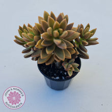 Load image into Gallery viewer, Graptosedum Bronze - Long Leaf form -  Multi Heads - John & Norma's Succulents