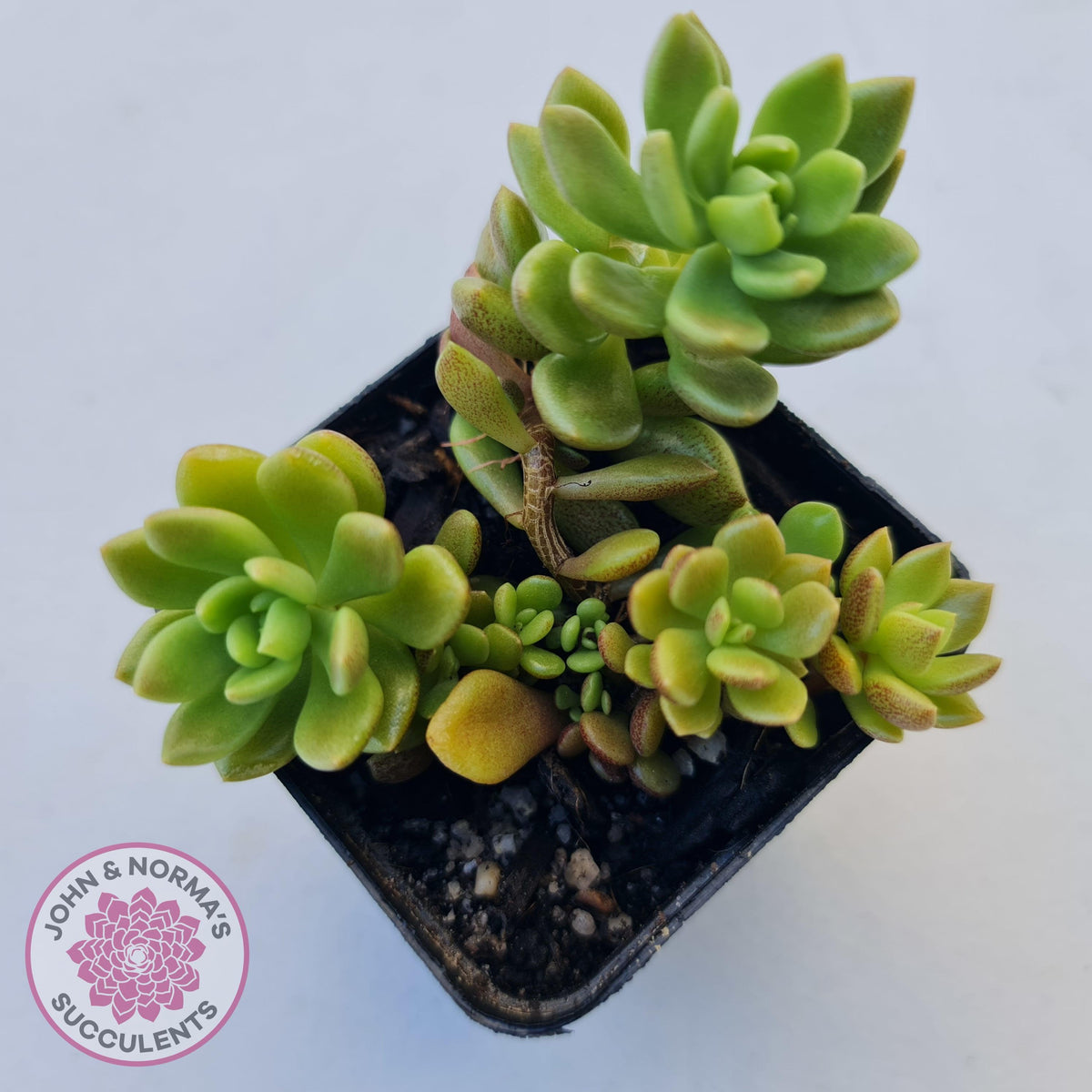 Sinocrassula densirosulata