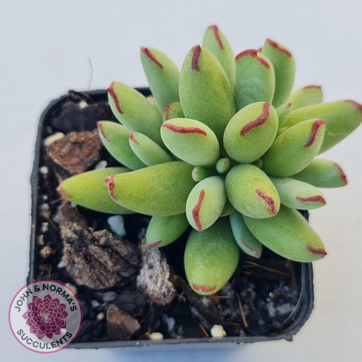 Cotyledon Papillaris 'Pixie Bean'