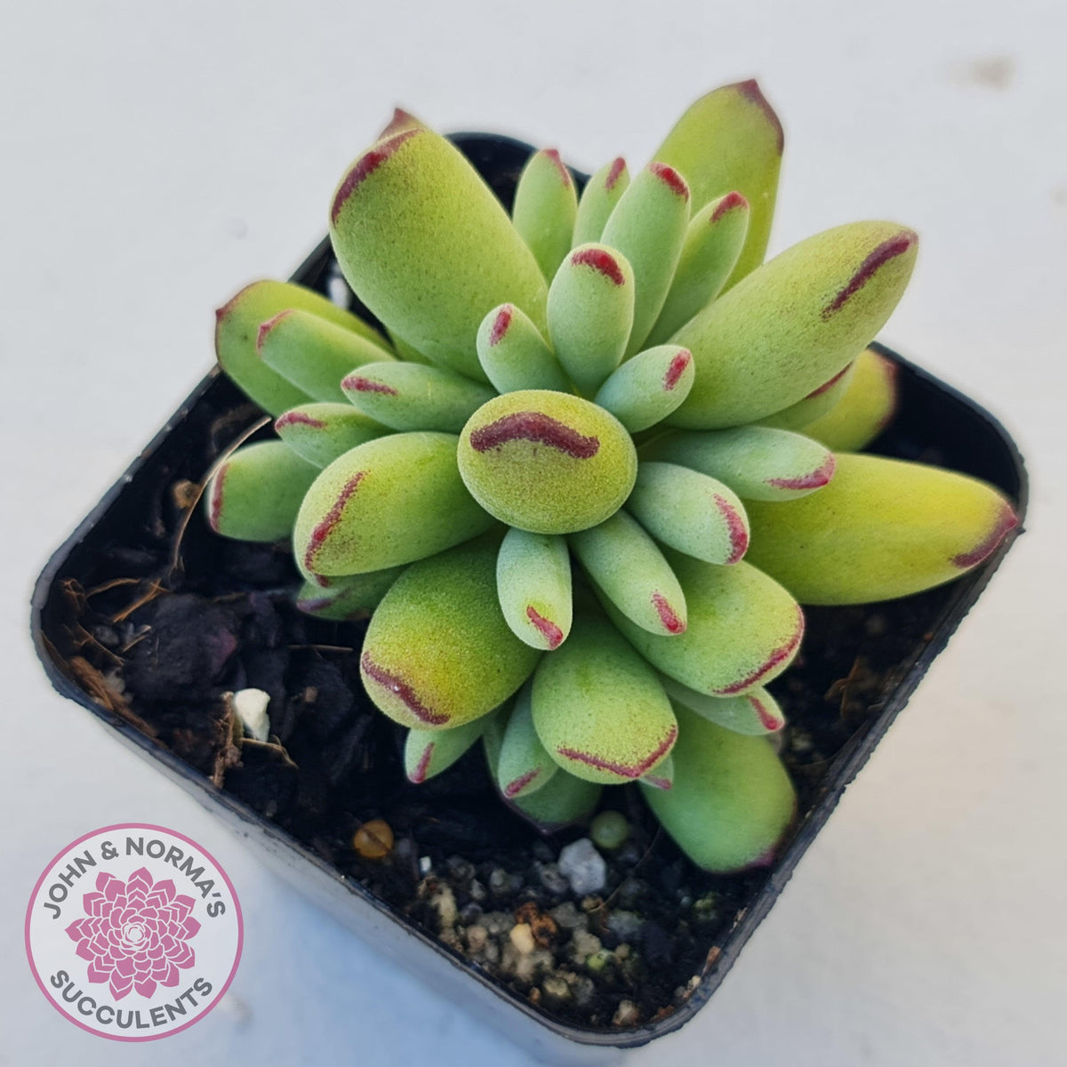 Cotyledon Papillaris 'Pixie Bean'