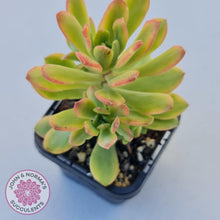 Load image into Gallery viewer, Echeveria Mini Bell Albo Variegata - John & Norma's Succulents