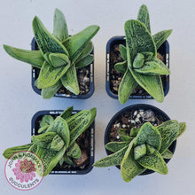 Load image into Gallery viewer, Gasteria maculata cv. Little Warty