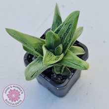 Load image into Gallery viewer, Gasteria maculata cv. Little Warty