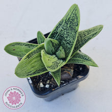Load image into Gallery viewer, Gasteria maculata cv. Little Warty