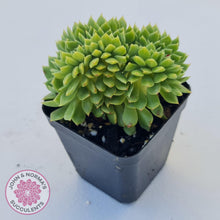 Load image into Gallery viewer, Echeveria Emerald Ripple Crest - John & Norma's Succulents