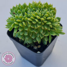 Load image into Gallery viewer, Echeveria Emerald Ripple Crest - John & Norma's Succulents