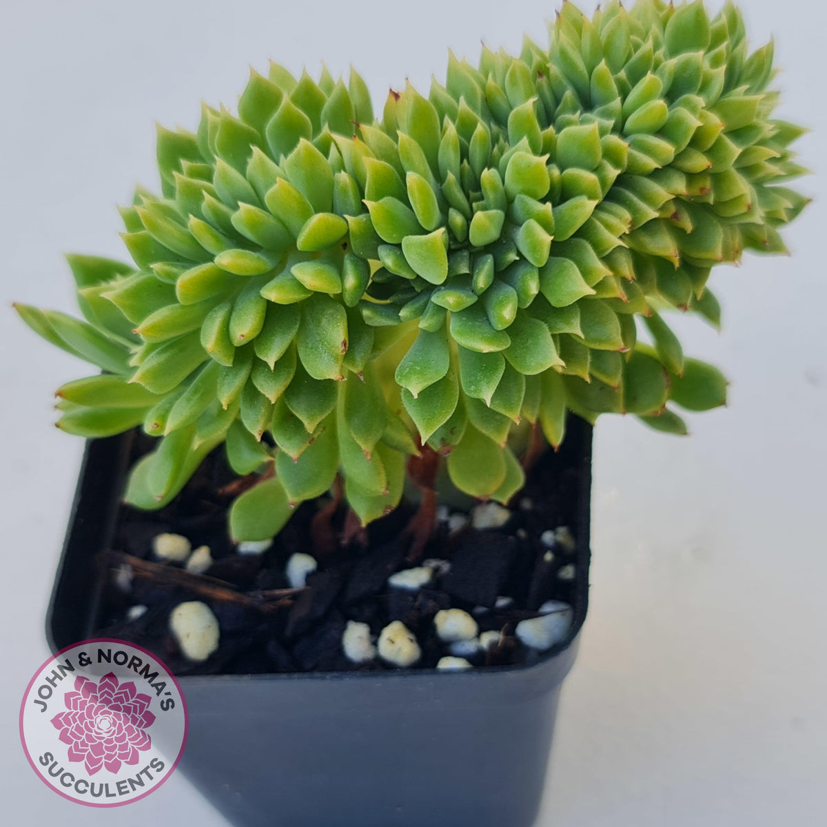 Echeveria Emerald Ripple Crest