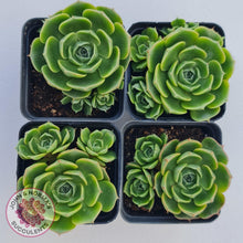 Load image into Gallery viewer, Echeveria Longisima - Round Leaf form - John & Norma's Succulents