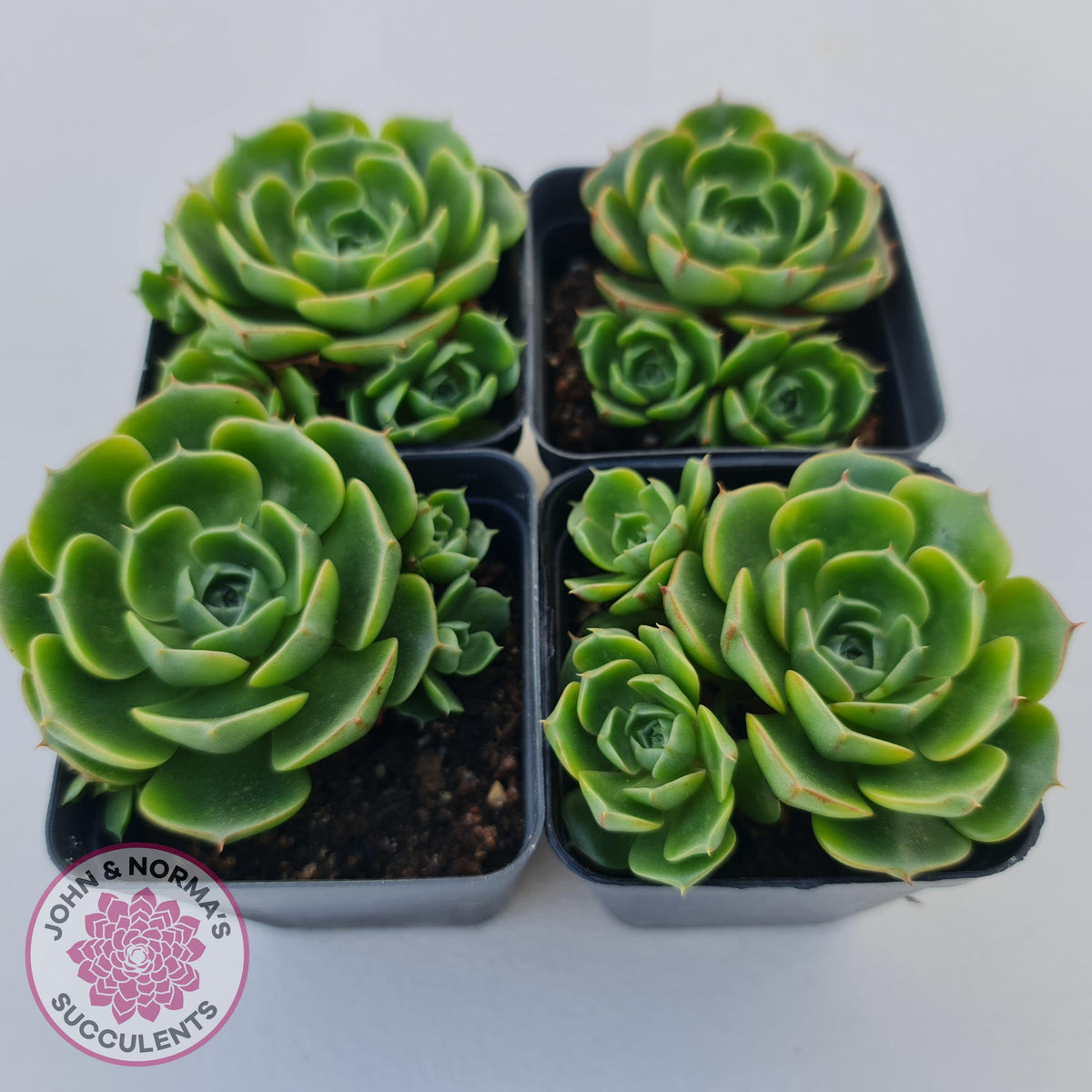 Echeveria longisima (Round Leaf form)
