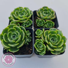 Load image into Gallery viewer, Echeveria Longisima - Round Leaf form - John & Norma's Succulents