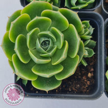 Load image into Gallery viewer, Echeveria Longisima - Round Leaf form - John & Norma's Succulents