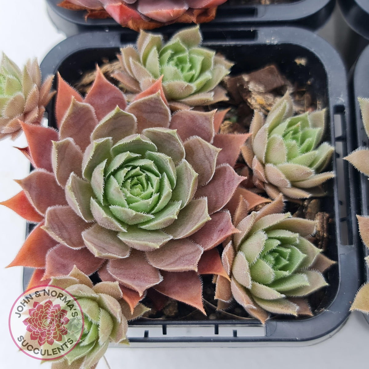Sempervivum 'Slabber's Seedling'