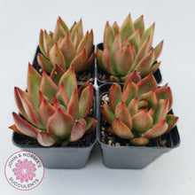 Load image into Gallery viewer, Echeveria agavoides 'Frank Reinelt' - John & Norma's Succulents