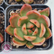 Load image into Gallery viewer, Echeveria agavoides 'Frank Reinelt' - John & Norma's Succulents