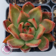 Load image into Gallery viewer, Echeveria agavoides 'Frank Reinelt' - John & Norma's Succulents