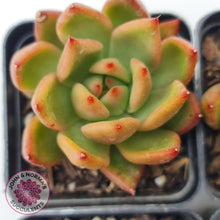 Load image into Gallery viewer, Echeveria agavoides 'Frank Reinelt' - John & Norma's Succulents