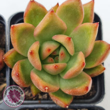 Load image into Gallery viewer, Echeveria agavoides 'Frank Reinelt' - John & Norma's Succulents