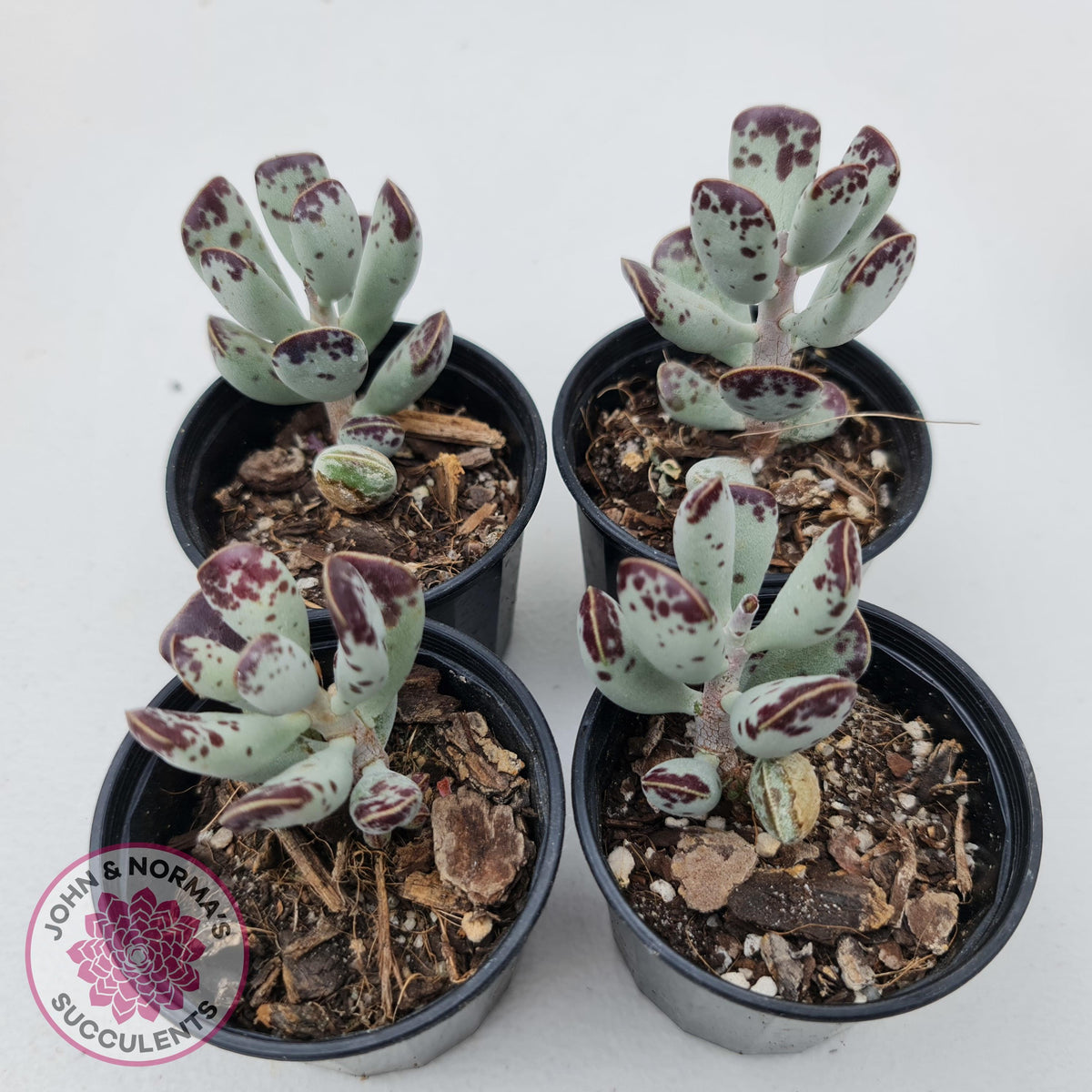Adromischus triflorus