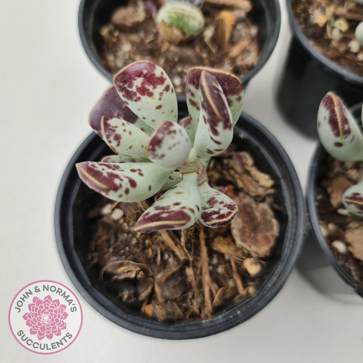 Adromischus triflorus