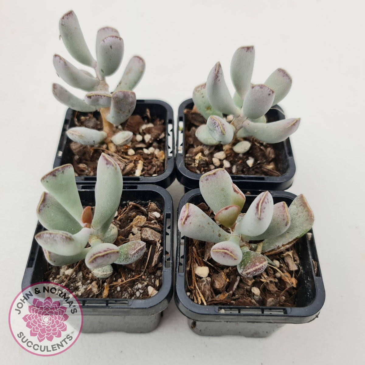 Adromischus triflorus (grey form)