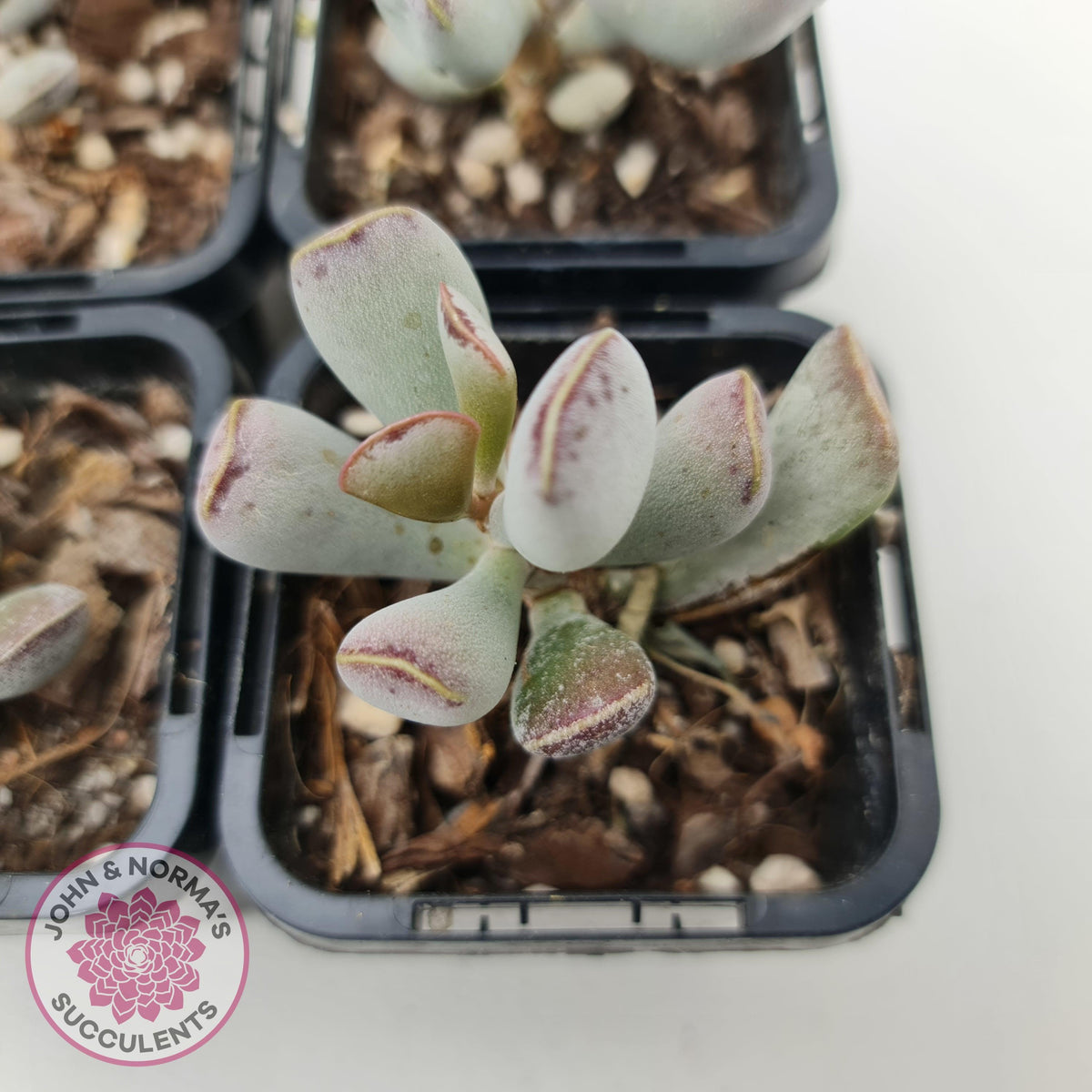 Adromischus triflorus (grey form)