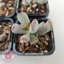 Load image into Gallery viewer, Adromischus triflorus (grey form) - John &amp; Norma&#39;s Succulents
