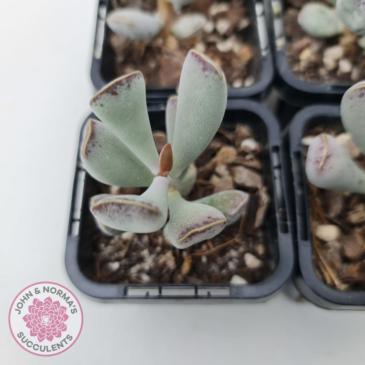 Adromischus triflorus (grey form)