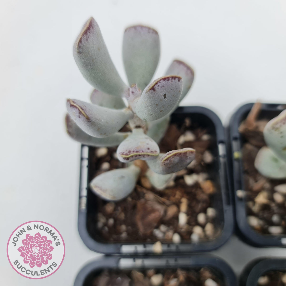 Adromischus triflorus (grey form)