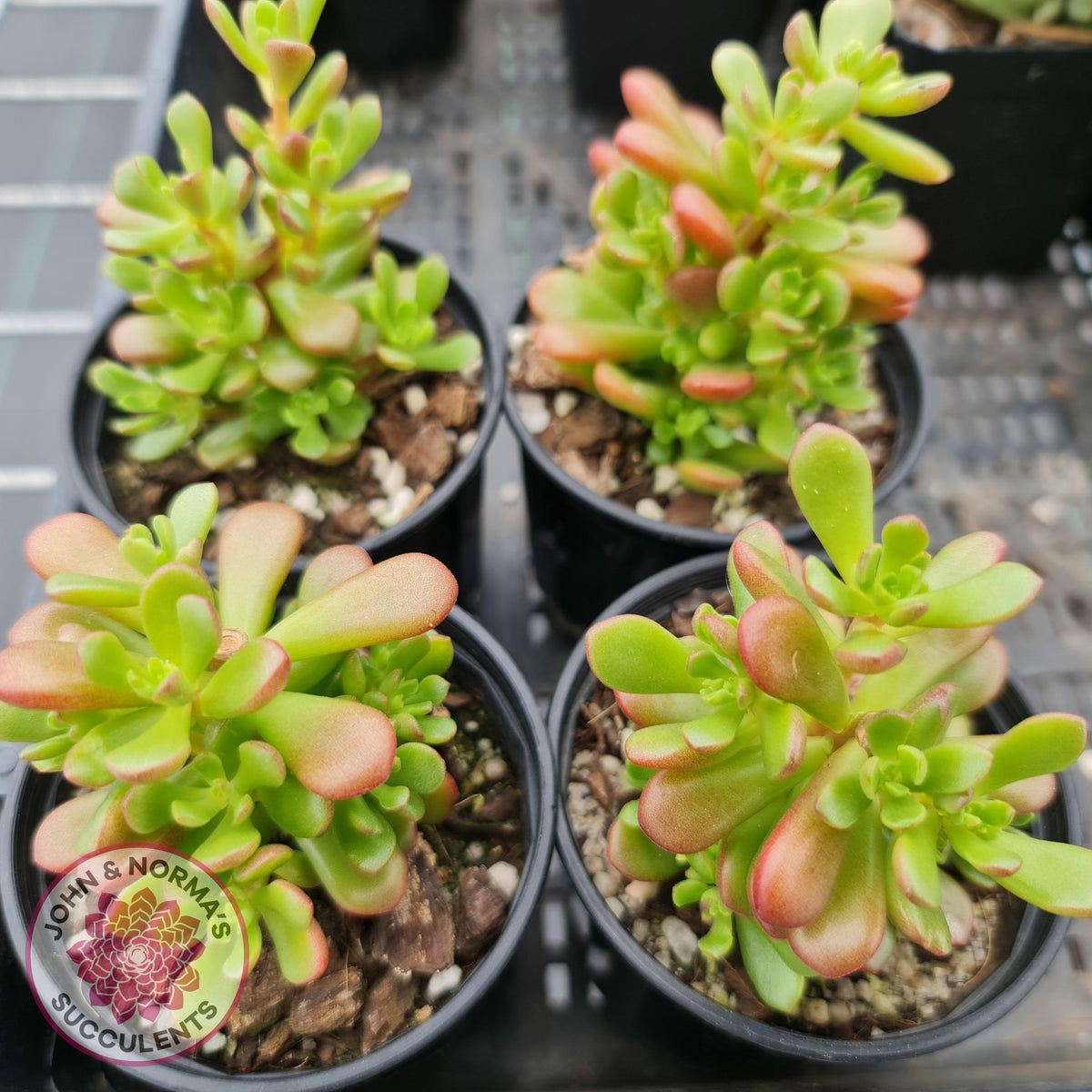 Sedum 'Joyce Tulloch'