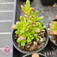 Load image into Gallery viewer, Sedum Joyce Tulloch - John & Norma's Succulents