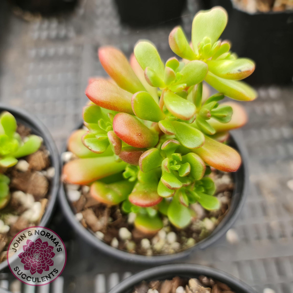 Sedum 'Joyce Tulloch'