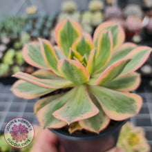 Load image into Gallery viewer, Aeonium Sunburst - John & Norma's Succulents