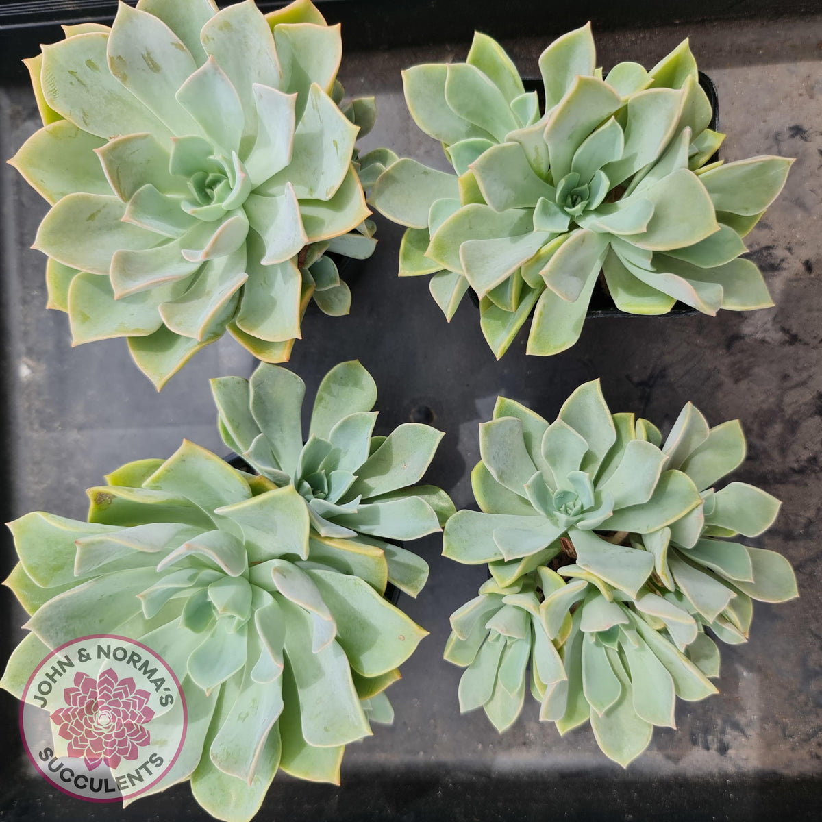 Graptoveria 'Coconut Ice'