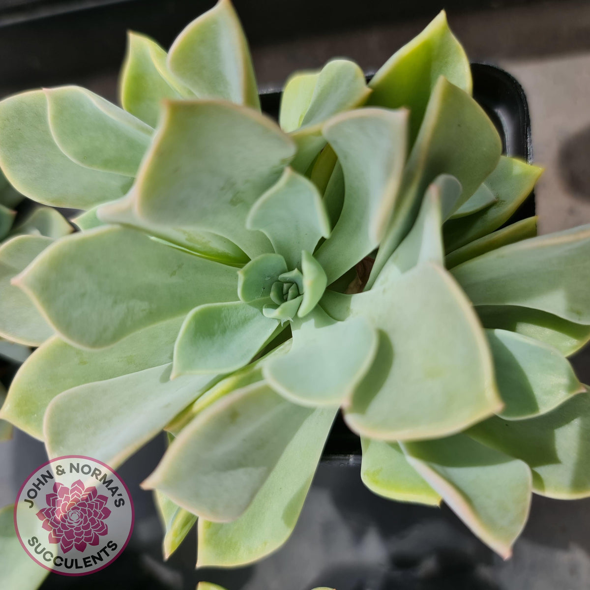 Graptoveria 'Coconut Ice'