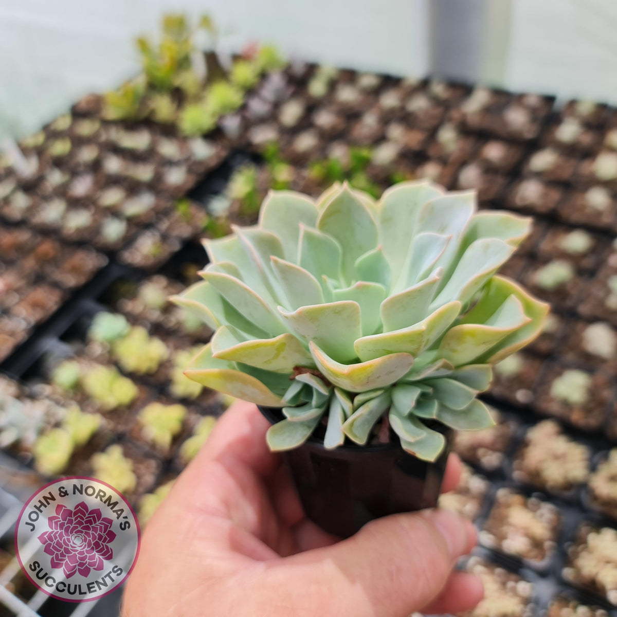 Graptoveria 'Coconut Ice'