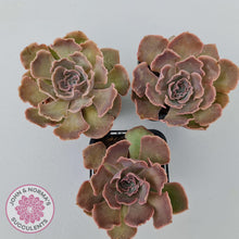 Load image into Gallery viewer, Echeveria Shaviana Hime - John & Norma's Succulents