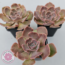 Load image into Gallery viewer, Echeveria Shaviana Hime - John & Norma's Succulents