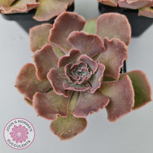 Load image into Gallery viewer, Echeveria Shaviana Hime - John & Norma's Succulents