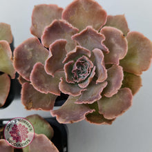 Load image into Gallery viewer, Echeveria Shaviana Hime - John & Norma's Succulents