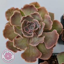Load image into Gallery viewer, Echeveria Shaviana Hime - John & Norma's Succulents