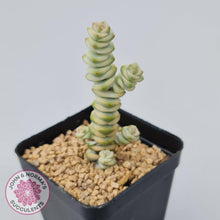 Load image into Gallery viewer, Crassula Fantasy - John & Norma's Succulents