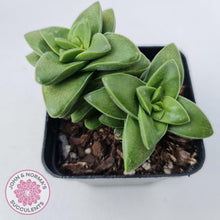 Load image into Gallery viewer, Crassula Springtime - John & Norma's Succulents