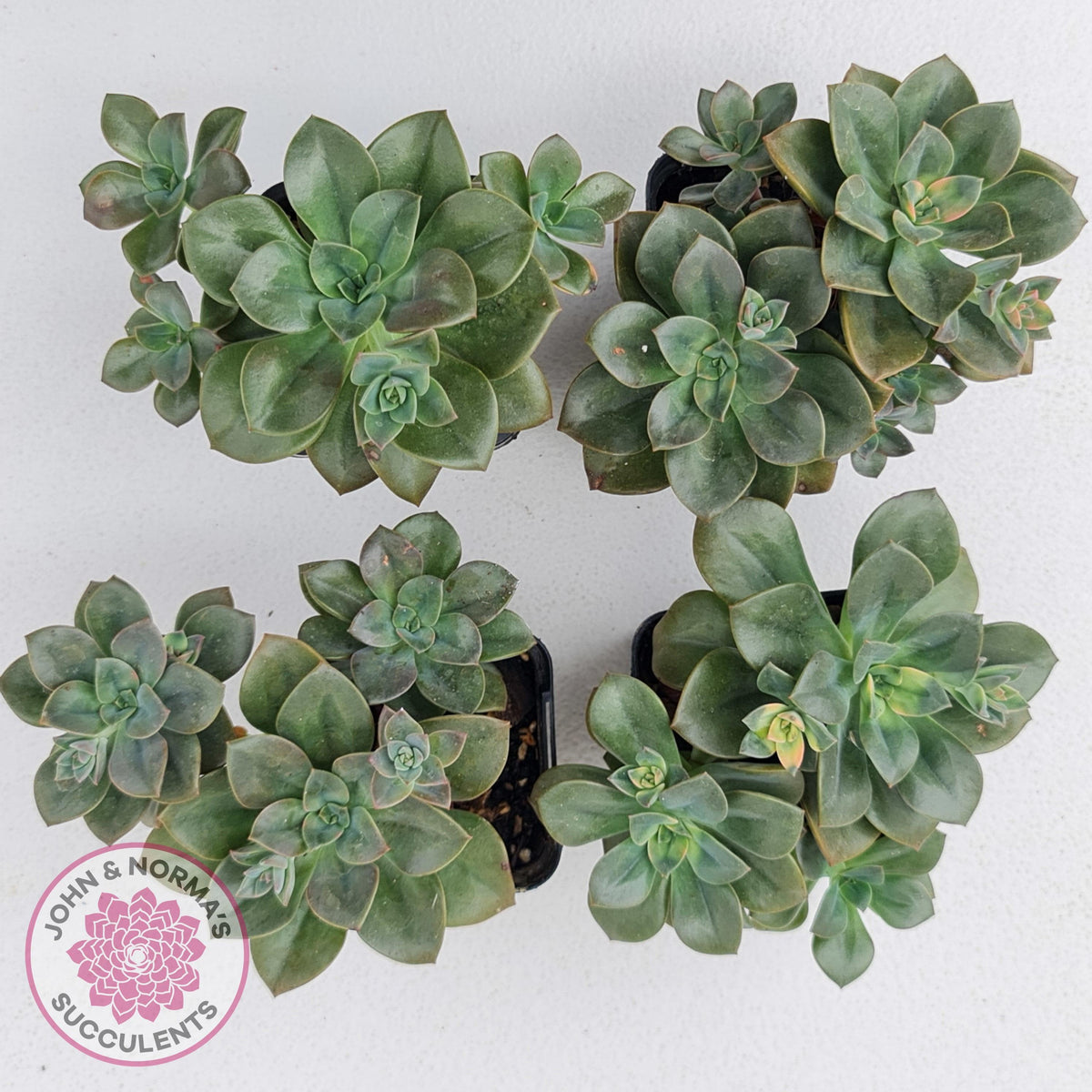 Echeveria Chroma
