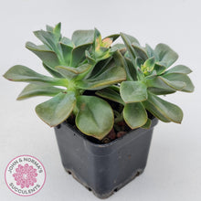Load image into Gallery viewer, Echeveria Chroma - John & Norma's Succulents