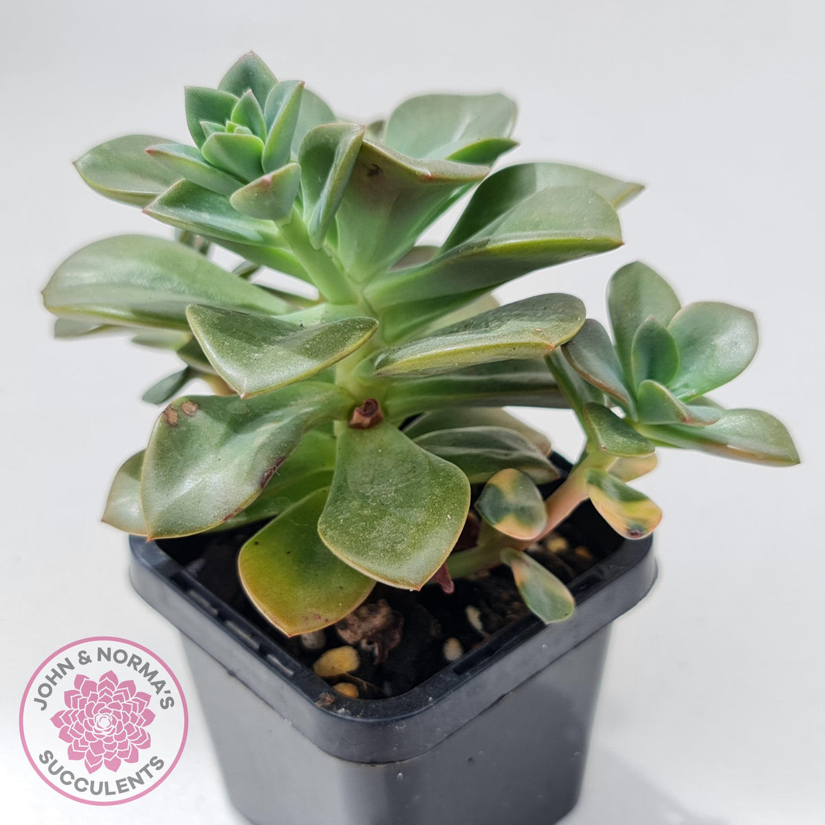Echeveria Chroma