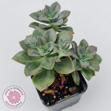Load image into Gallery viewer, Echeveria Chroma - John & Norma's Succulents